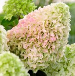 hydrangea-paniculata-little-fraise-rou201306-pbr--[3]-1162-p (1)